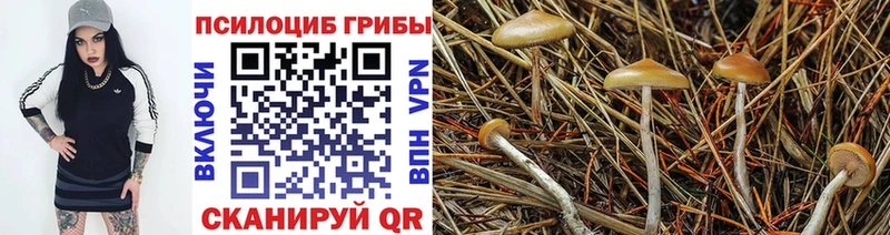Галлюциногенные грибы Psilocybe  дарнет шоп  Рошаль 